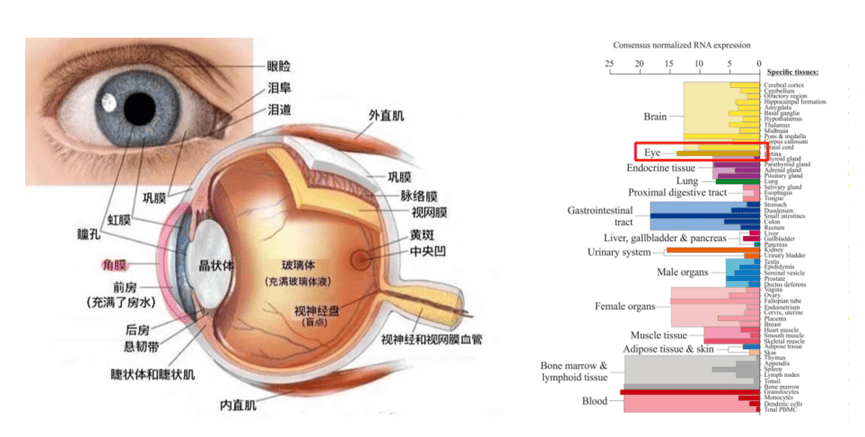 轮胎再生胶在防水卷材中的应用技巧